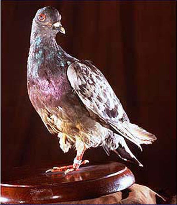 Cher Ami The Oneeyed, Onelegged Pigeon Who Won the Croix de Guerre Defense Media Network