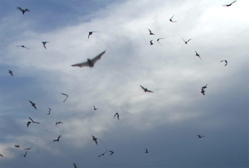 Brilliant Mistakes The Bat Bomb Defense Media Network