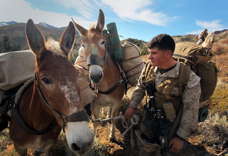 The Virtues of Stubbornness: Mules at War | Defense Media Network
