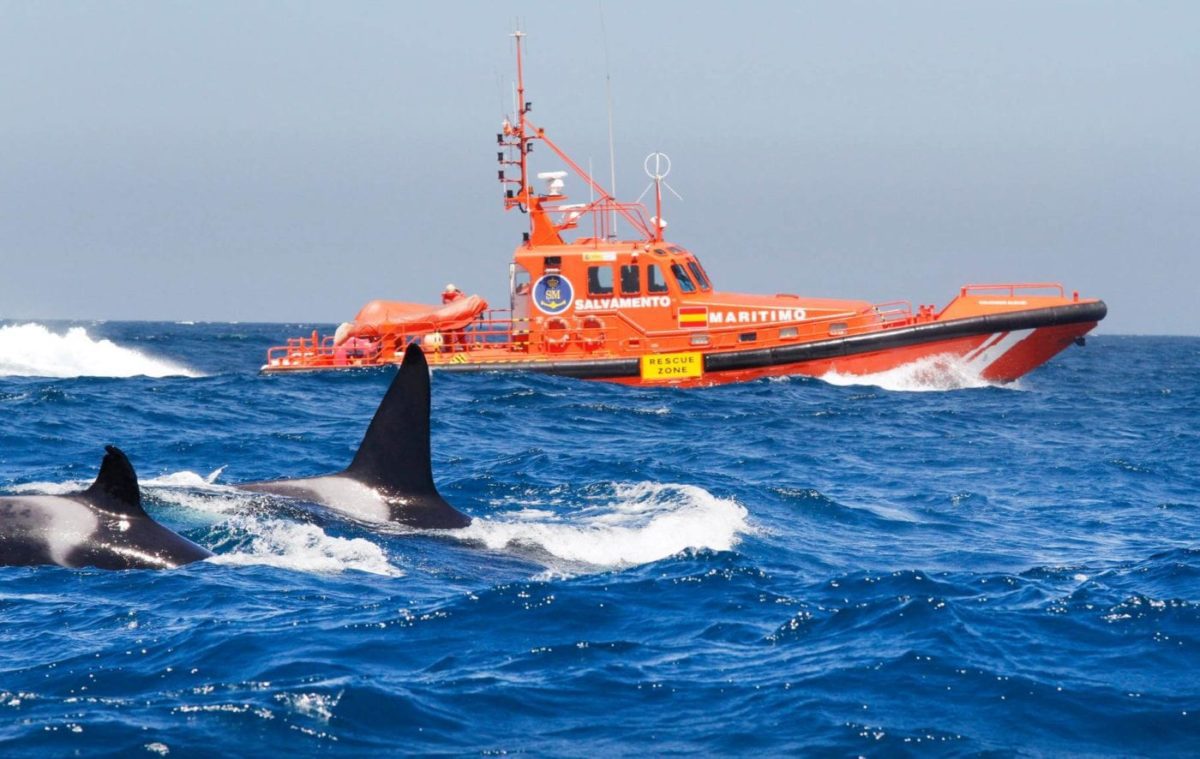 sailboat orca attack